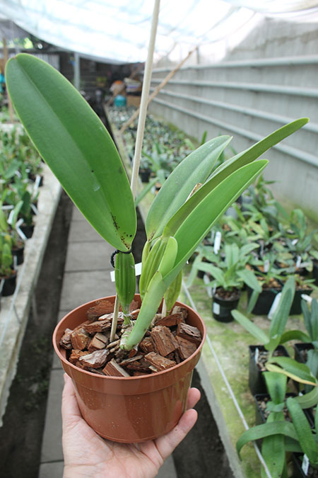 Cattleya trianae tipo 'Fine Variety' (98-8) x Cattleya trianae 'India' (10-8).jpg
