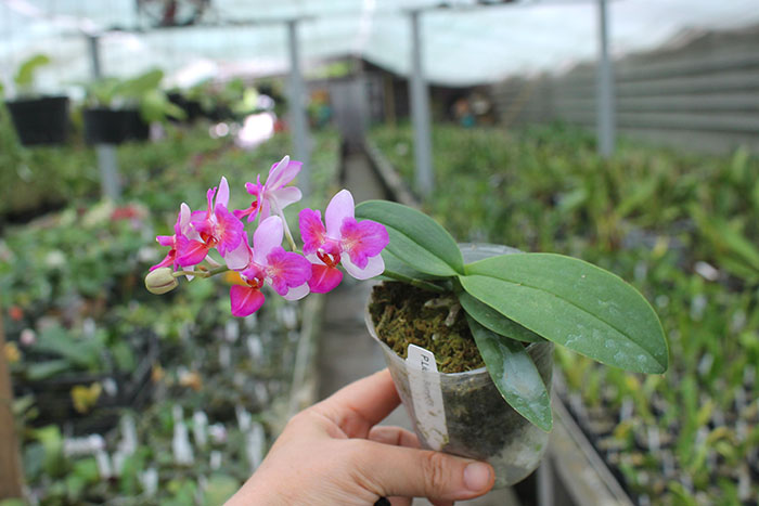 Phalaenopsis Liu's Berry 'ES'.jpg