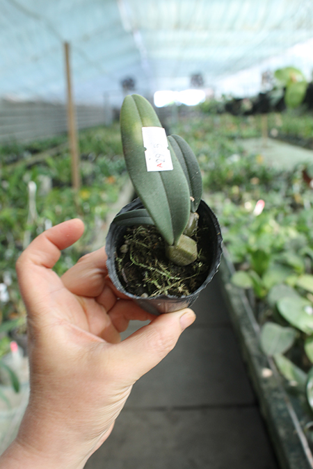 Bulbophyllum frostii.jpg