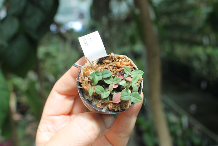Dendrobium leucocyanum.jpg