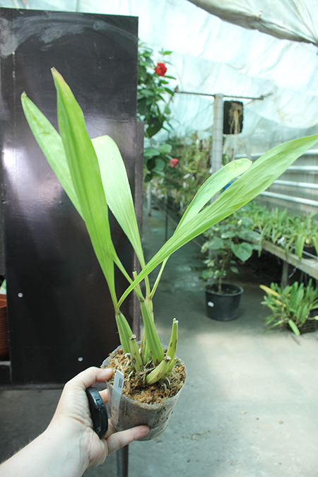 Coryanthes mastersiana.jpg