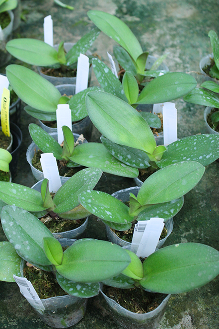 Doritaenopsis Lius Sakura KF.jpg
