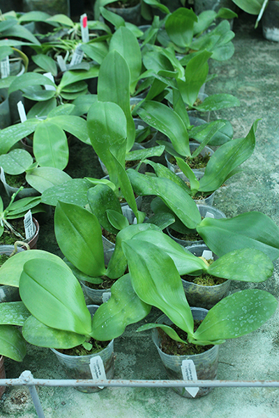 Phalaenopsis ( gigantea var alba x YangYang Blueberry).jpg