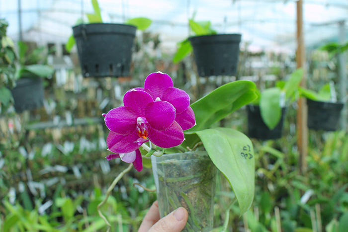 Phalaenopsis Mituo Sun 'Mituo#2' x Mituo King Bellina.jpg