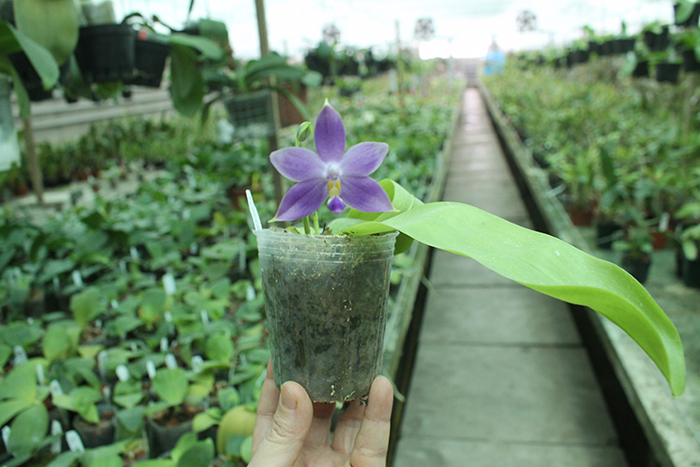 Phalaenopsis (YangYang new Star x violacea indigo) x bellina coerulea.jpg