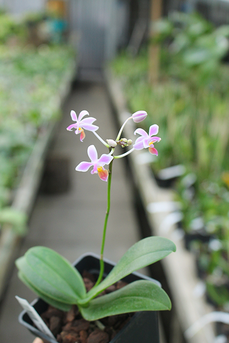 Phalaenopsis equestris three lips.jpg