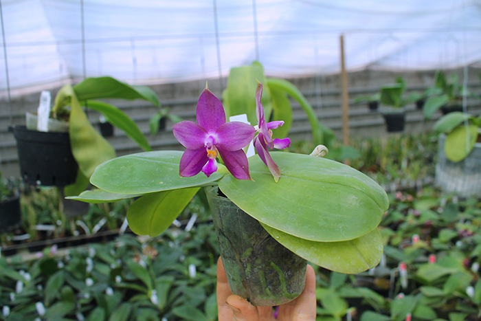 Phalaenopsis Mituo Purple Bear x LD's Bear King.jpg