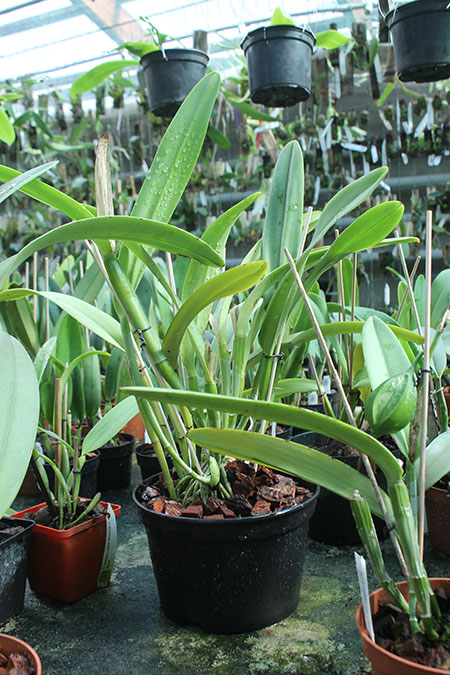 Cattleya maxima concolor.jpg