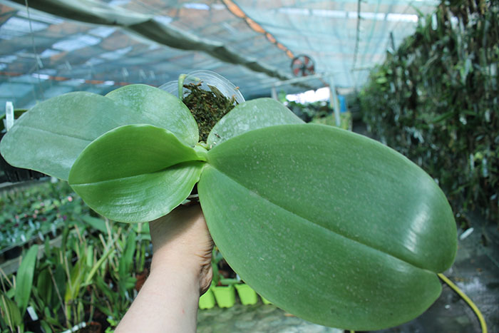 Phalaenopsis Ld's Bear King x gigantea.jpg