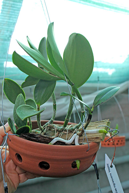 Cattleya aclandiae nigrescens 'Happy hour'.jpg