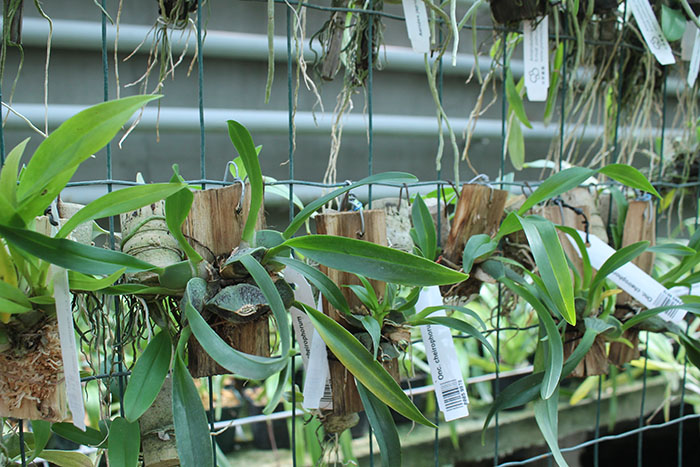 Oncidium cheirophorum.jpg