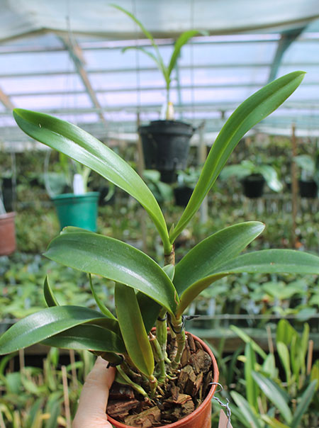 Brassocatanthe Jairak Fire Star.jpg