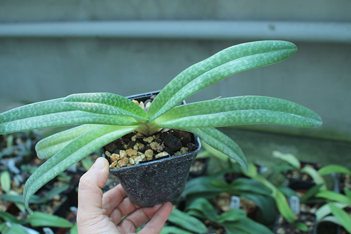 Paphiopedilum godefroyae var ang-thong x lowii.jpg