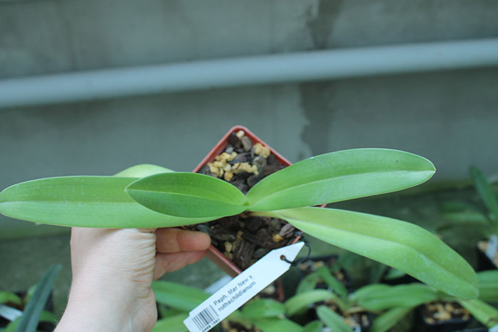 Paphiopedilum Mar New x rothschildianum.jpg