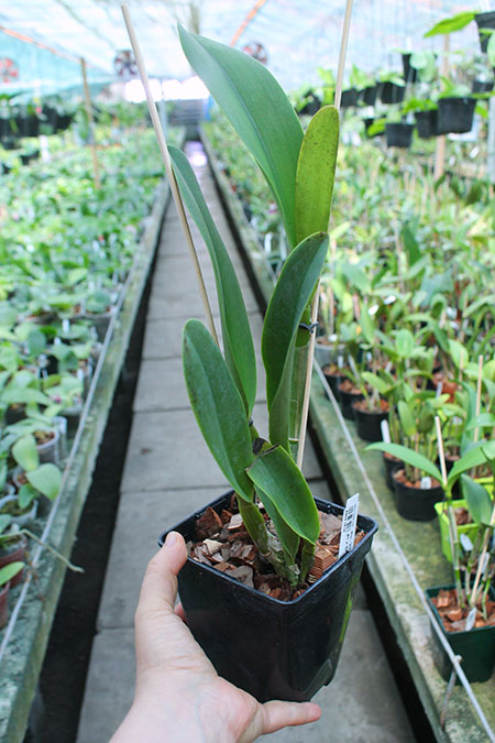 Rhyncholaeliocattleya Village Chief Topaz (Chunyeah #1 x Shinfong Luohyang).jpg