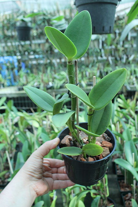 Cattleya intermedia alba x self.jpg