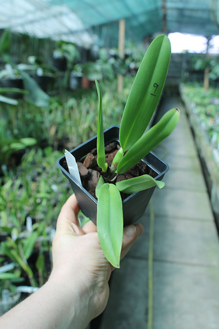 Cattleya dowiana (Hui Yun).jpg