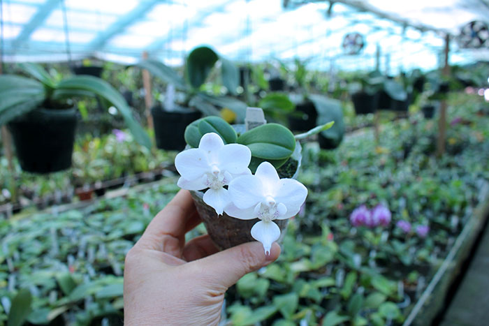Phalaenopsis Liu's Rainbow alba 'Joseph Wu'.jpg