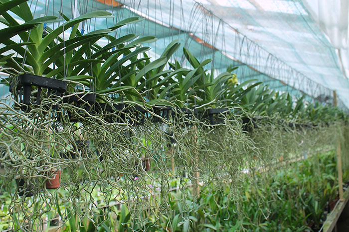 Vanda Somsri Thai Spot.jpg