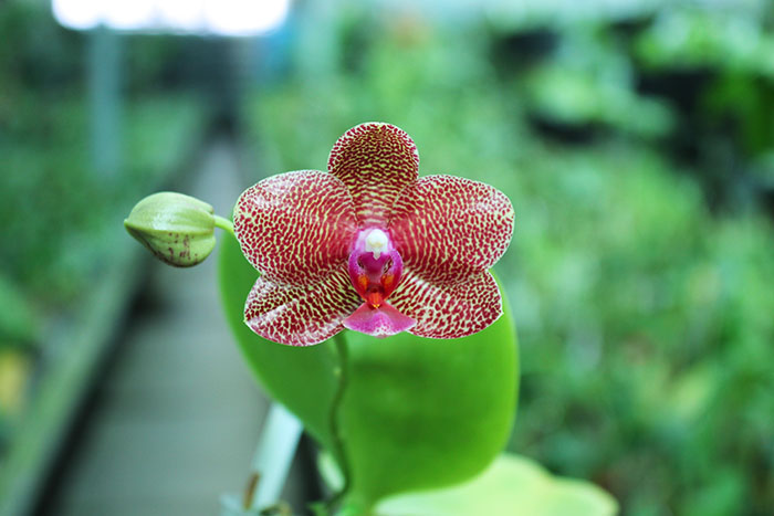 Phalaenopsis Mituo Sun 'Mituo#2' x Ya-Yi Qin.jpg