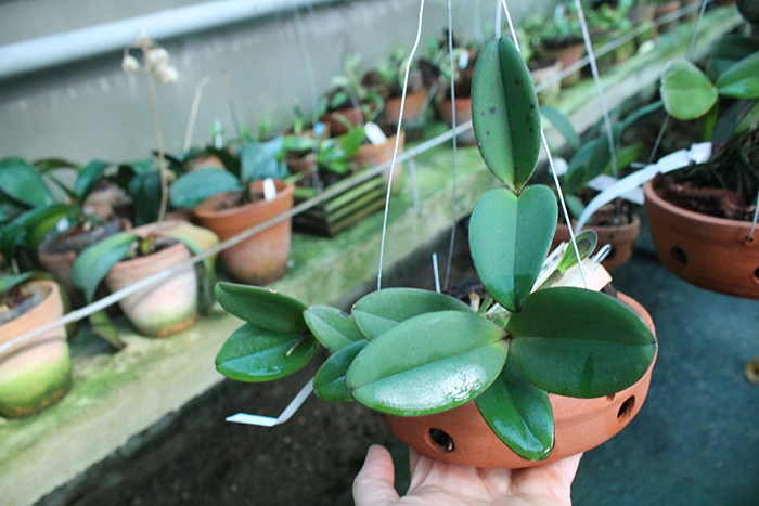 Cattleya schilleriana 'Surpresa' x 'Preciosa'.jpg