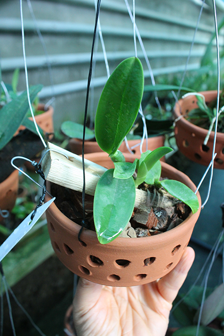 Cattleya walkeriana alba x sib.jpg