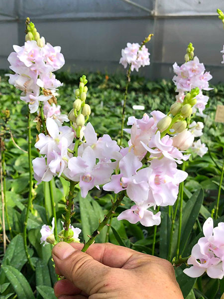 Phalaenopsis pulcherrima pink.jpg