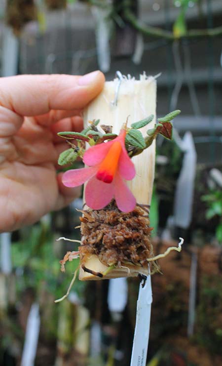 Dendrobium cuthbertsonii orange x pink.jpg