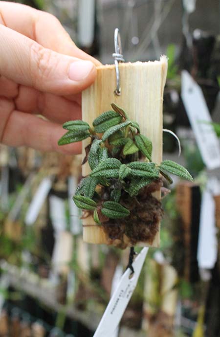 Dendrobium cuthbertsonii var Pepe 002927.jpg