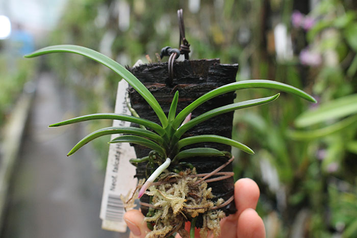 Neofinetia falcata Hime Manjushage.jpg