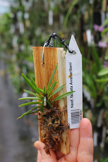 Neofinetia falcata Awaharibeni.jpg