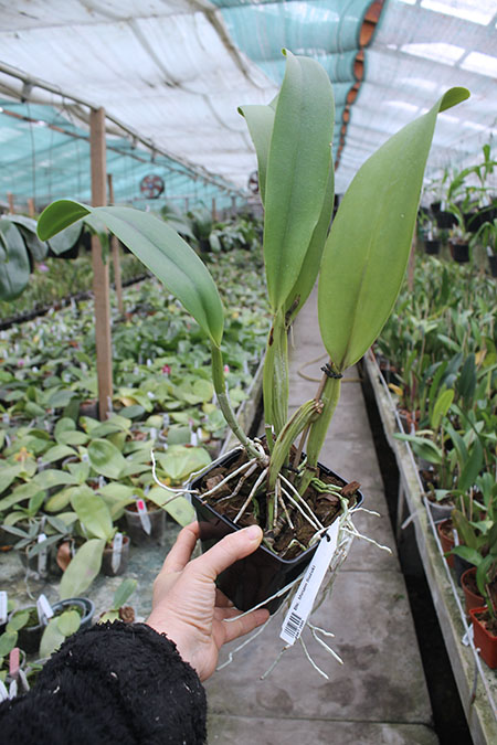 Brassolaeliocattleya Miriam Suzuki.jpg