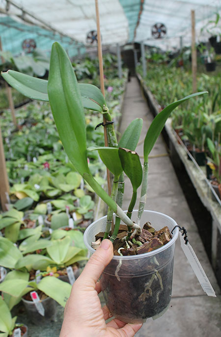 Brassolaeliocattleya Shiniti Ishikawa Amarelo.jpg