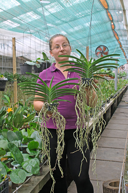 Vanda Bangsia Green x Rhynchostylis coelestis blue.jpg