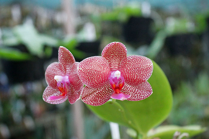 Phalaenopsis Mituo Sun 'Mituo#2' x Ya-Yi Qin.jpg