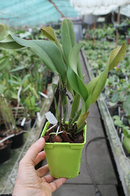 Cattleya jenmanii var coerulea x sib.jpg