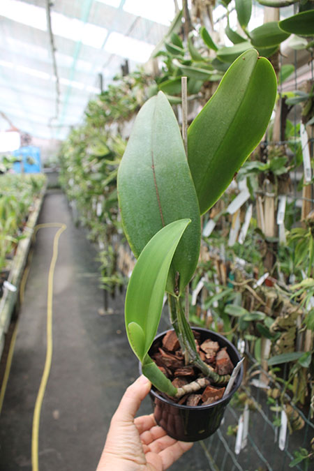 Cattleya trianae coerulea (H&R).jpg