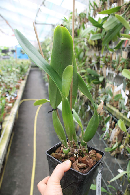 Cattleya trianae 'Junio' (12-8) x Cattleya trianae 'Sangre de Toro II' (25-8).jpg