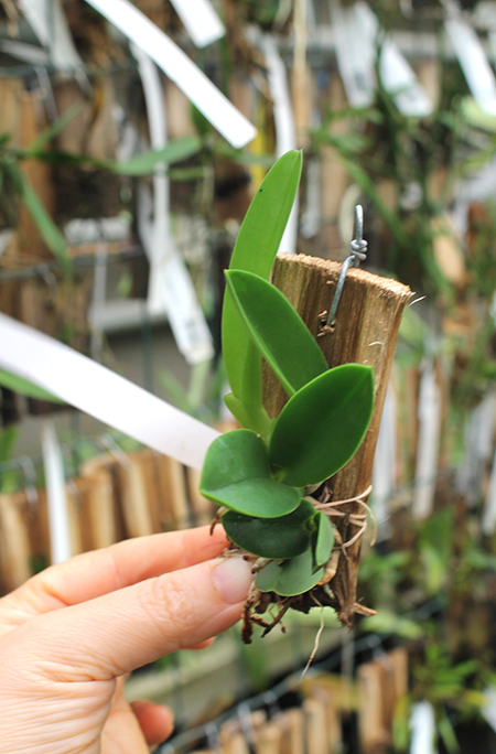 Laelia sincorana [concolor 'BO' x (sincorana alba x SELF)].jpg