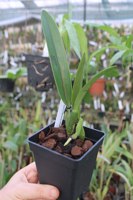 Cattleya percivaliana (Hui Yun).jpg