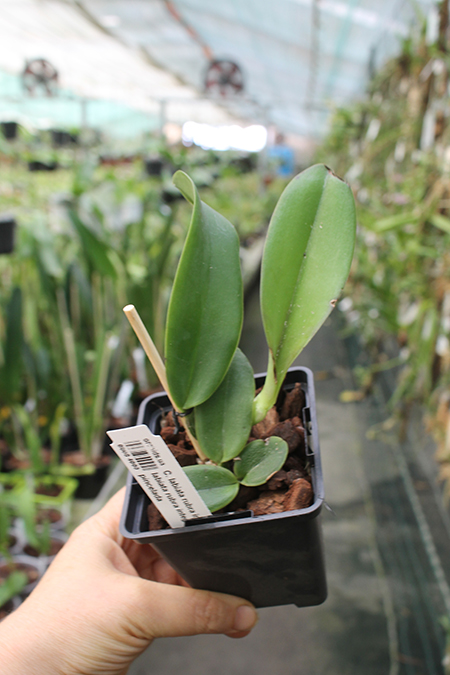Cattleya labiata rubra integra orlata x labiata rubra integra orlata pincelada.jpg