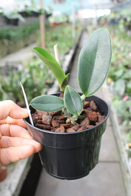 Cattleya walkeriana rubra ('Patos' x 'Itauna').jpg