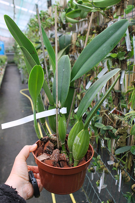 Cattleya trianae 'Junio' (12-8) x Cattleya trianae 'Sangre de Toro II' (25-8).jpg