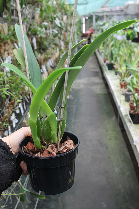 Cattleya trianae ('Fine Variety' x orlata rosea 'AWZ').jpg