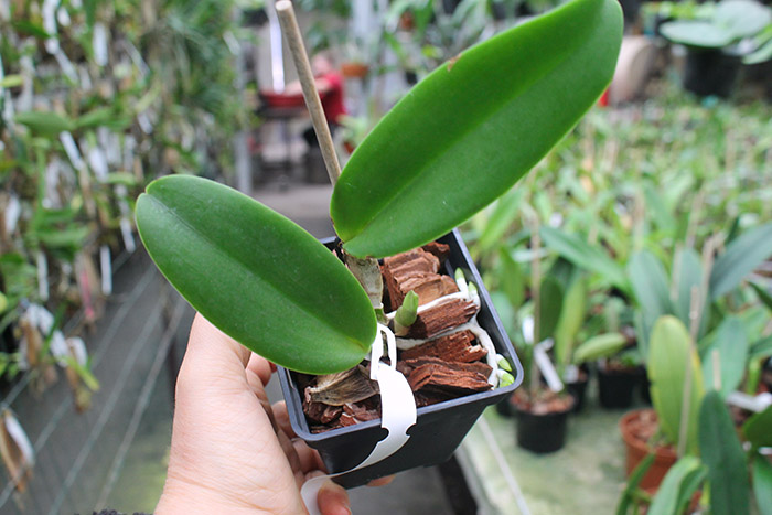 Cattleya labiata rubra 'Redonda' x labiata rubra 'Black'.jpg