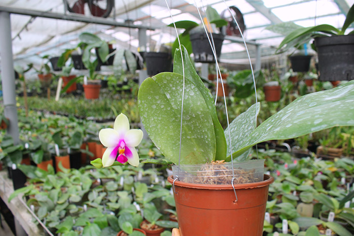 Phalaenopsis bellina big size.jpg