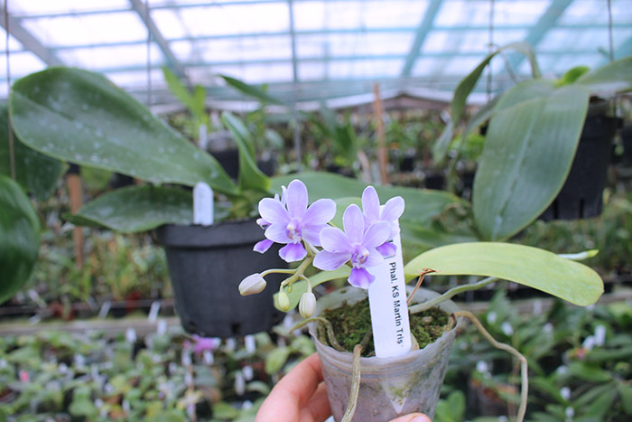 Phalaenopsis KS Martin Tris.jpg