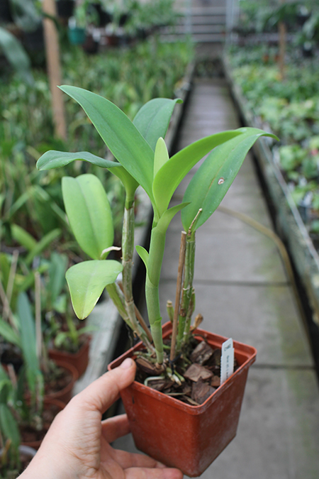 Guarianthe aurantiaca 'Mishima Spot'.jpg