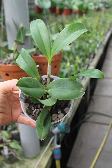 Cattleya violacea flamea 'SVO' x violacea flamea 'Icabaru'.jpg