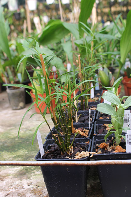 Dendrobium hancockii.jpg